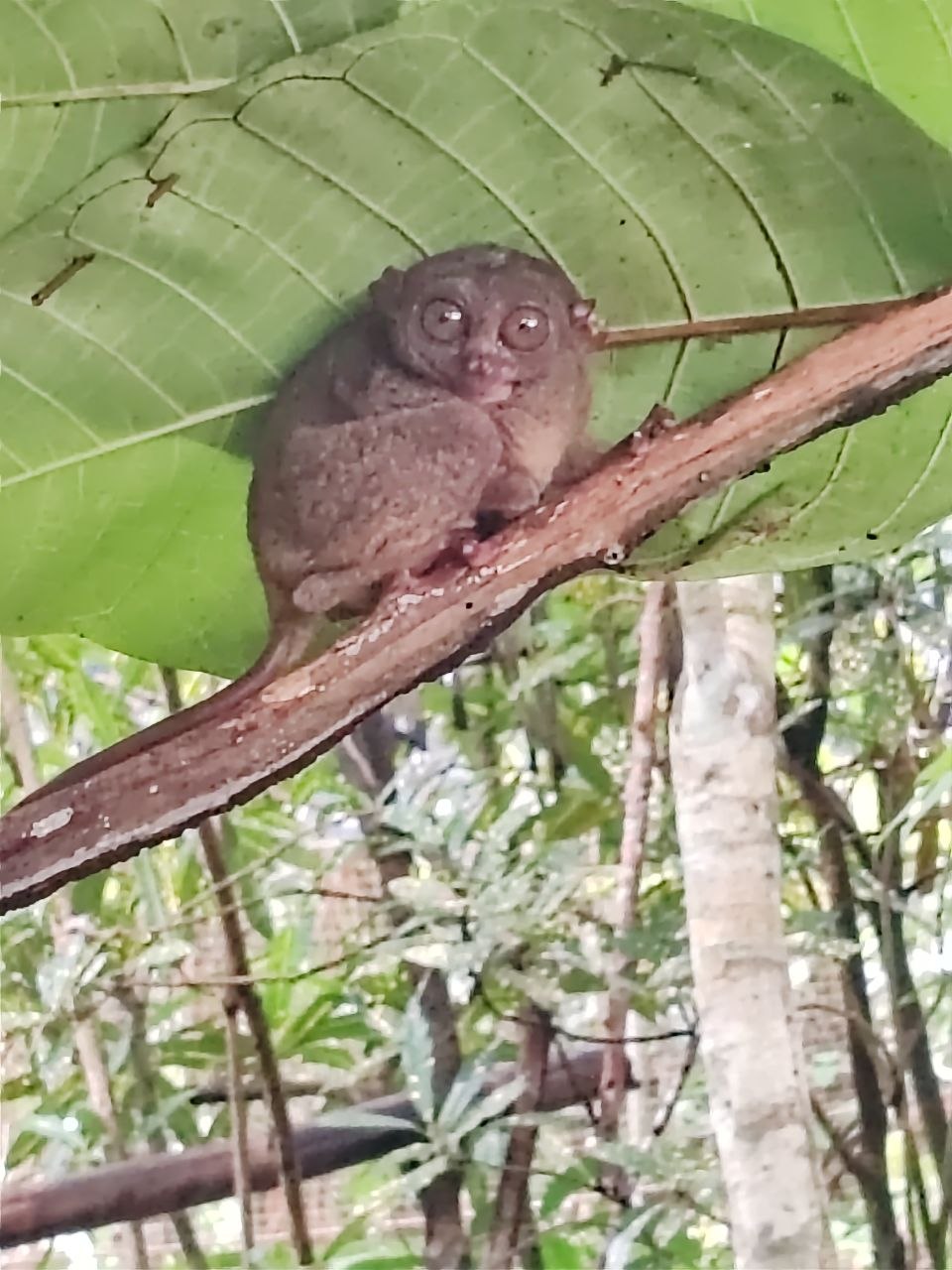 Philippine tarsier close-up